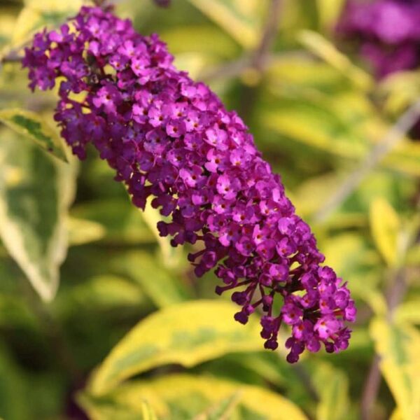 “JD Son Seeds Company” Embrace Nature’s Beauty with 75 Violet Buddleia Flower Seeds
