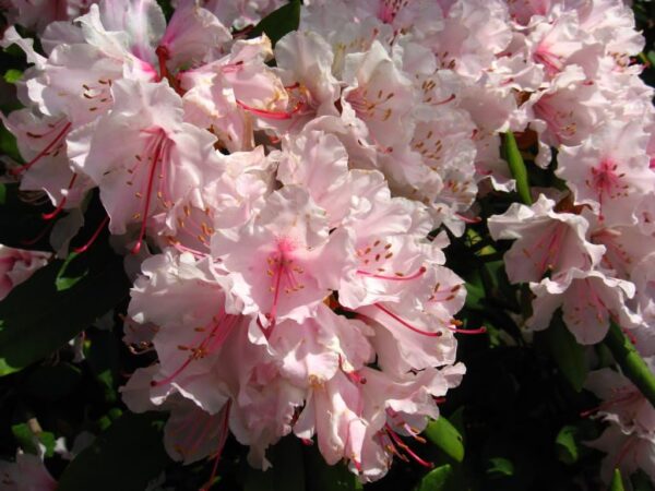 “JD Son Seeds Company” 75 Pink Royal Azalea Seeds“ Create Your Own Floral Haven!