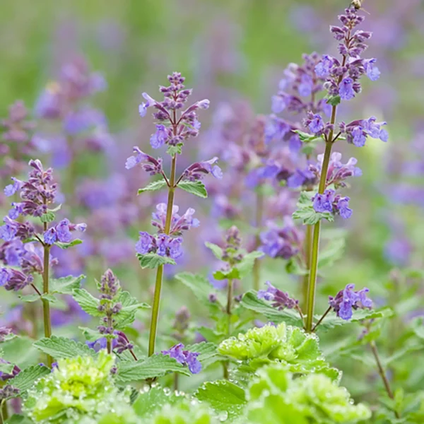 “JD Son Seeds Company” Elevate Your Garden with 75 Seeds of Persian Catmint Joy