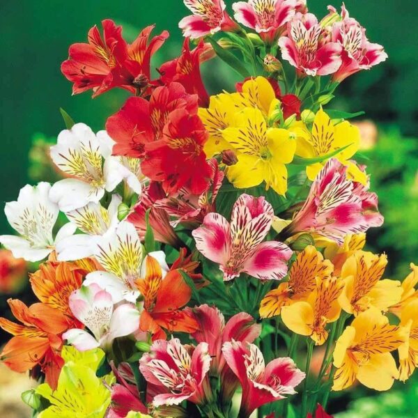 “JD Son Seeds Company” Mixed Alstroemeria Beauty: 15 Peruvian Lily Flower Seeds for Your Garden