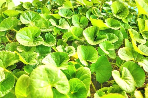 “JD Son Seeds Company” Herbal Elegance: 75 SPADELEAF Edible Coinwort Centella Asiatica Gotu Kola Seeds for Your Garden