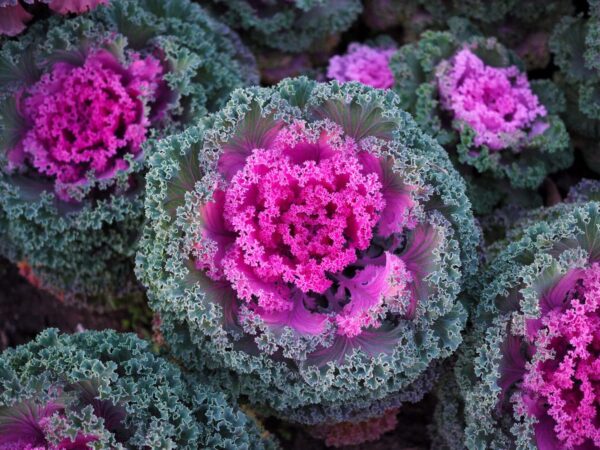 “JD Son Seeds Company” 75 Seeds, Endless Possibilities: Ornamental Kale in Mixed Colors