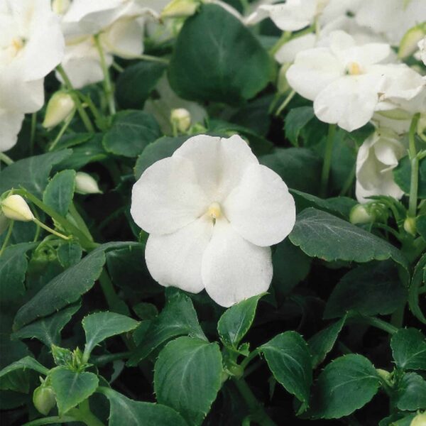 “JD Son Seeds Company” Dwarf White Impatiens Magic: 75 Walleriana Flower Seeds Await Your Garden