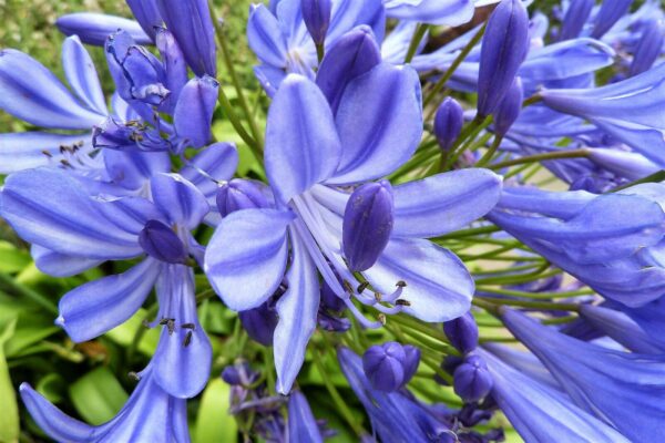 “JD Son Seeds Company” Garden of Exotic Elegance: Start Your Journey with 50 Blue Lily Seeds