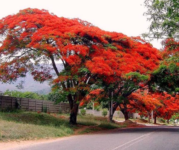 “JD Son Seeds Company” Royal Poinciana Tree Beauty: Sow 15 Delonix Regia Seeds for a Spectacular Display