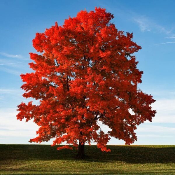 “JD Son Seeds Company” Red Maple Beauty: 50 Acer Rubrum Tree Seeds