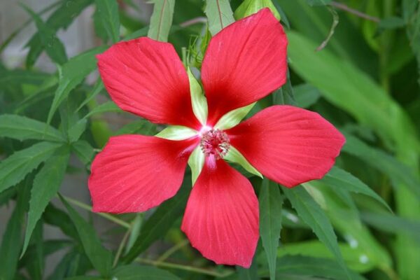 “JD Son Seeds Company” Vibrant 15 Red Texas Star Hibiscus Seeds – Limited Stock!