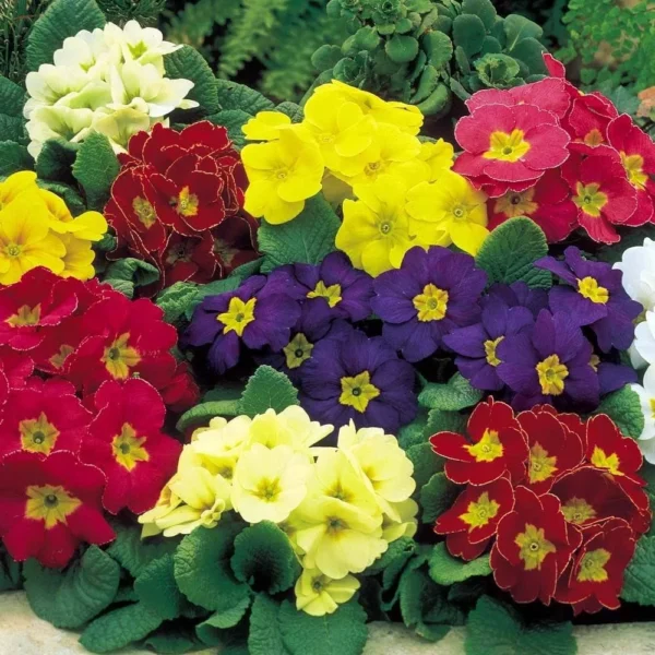 “JD Son Seeds Company” Houseplant Heaven: Start Your Journey with 75 English Primrose Seed