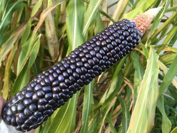 “JD Son Seeds Company” Blue Hopi Corn Ornamental: 25 Seeds for Vibrant Garden DÃ©cor