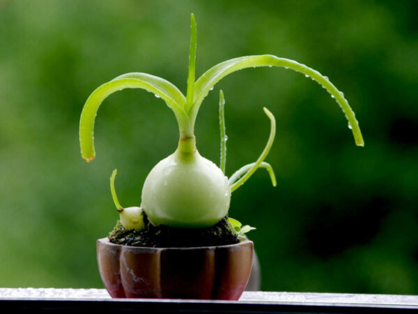 “JD Son Seeds Company” 25 Seeds of Wonder: Cultivate the Pregnant Onion Plant