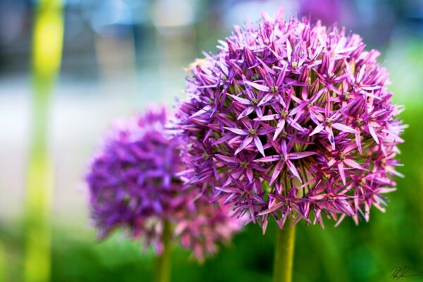 “JD Son Seeds Company” Allium Christophii Radiance: 25 Star of Persia Flower Seeds for Your Landscape