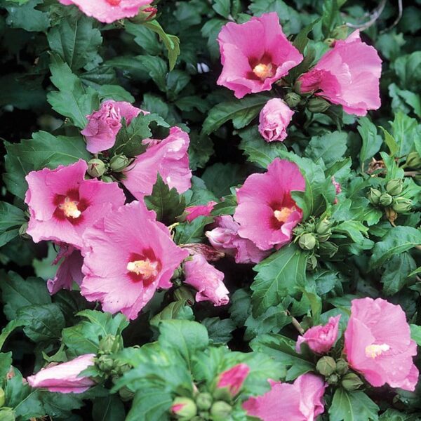 “JD Son Seeds Company” Blossom Diversity: 75 Mixed Colors Rose of Sharon HIBISCUS Syriacus Flower Seeds