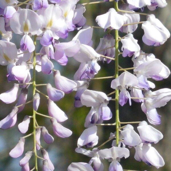 “JD Son Seeds Company” Japanese Wisteria Wonderland: 10 Floribunda Purple Flower Seeds