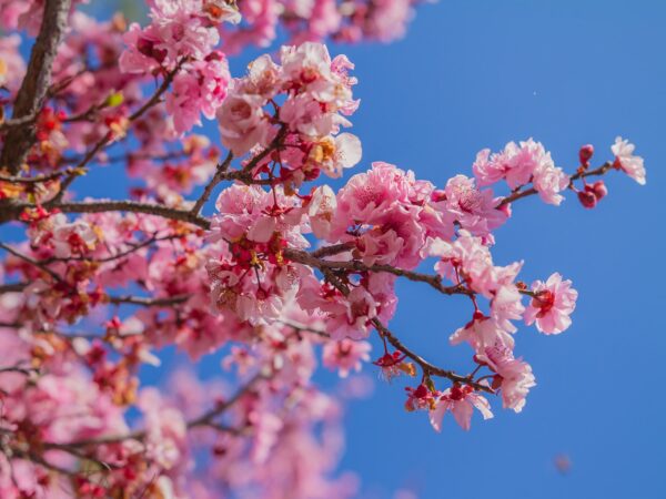 “JD Son Seeds Company” Elegant Spring Blooms: 15 Japanese Cherry Tree Seeds Available