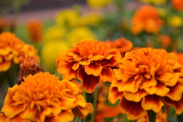 “JD Son Seeds Company” ORANGE English Marigold Magic: Planting 125 Pot Marigold Flower Seeds