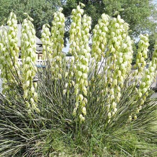 “JD Son Seeds Company” Cultivate a Garden of Prairie Blooms: Planting 125 Yucca Glauca Seeds