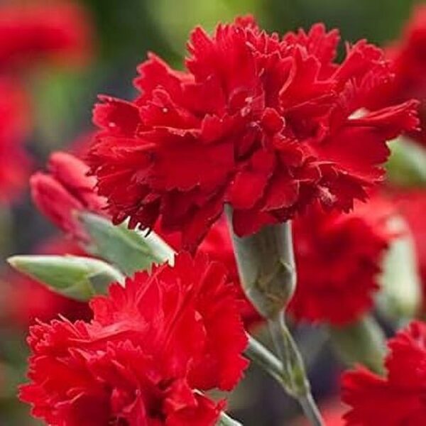 “JD Son Seeds Company” Double Carnation Magic: 75 Scarlet Red Carnation Seeds for Your Garden