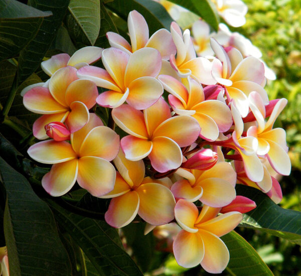 “JD Son Seeds Company” Mixed Plumeria Magic: 15 Lei Flower Frangipani Seeds for Your Garden