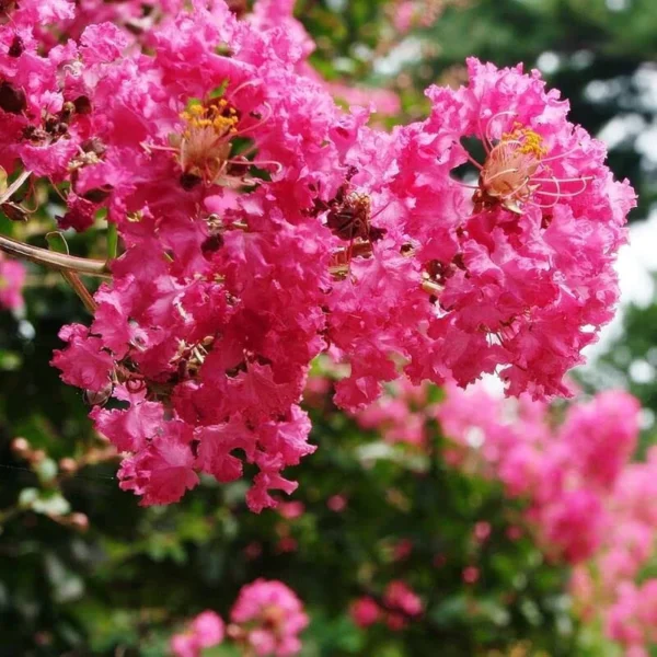“JD Son Seeds Company” Blossom with Myrtles: 75 Mixed CREPE MYRTLE Lagerstroemia Indica Flower Seeds for Your Garden