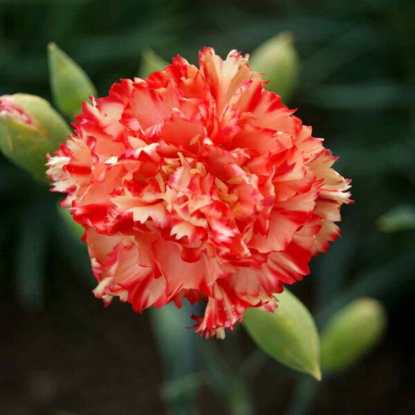 “JD Son Seeds Company” Garden Brilliance: 75 Orange Carnation Caryophyllus Seeds