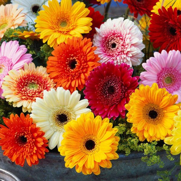 “JD Son Seeds Company” Gerber Daisy Delight: 30 Mixed Colors Gerbera Jamesonii Seeds
