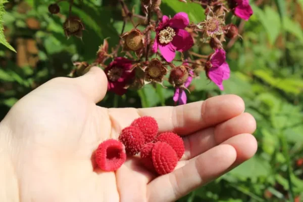 “JD Son Seeds Company” Edible Bounty Awaits: Planting 75 Thimbleberry Rubus Parviflorus Seeds