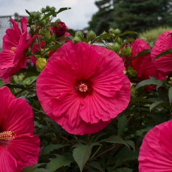 “JD Son Seeds Company” Hibiscus Moscheutos Spectacle: 50 Grenache Vintage Hot Pink Flower Seeds