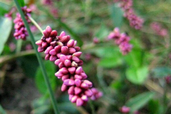 “JD Son Seeds Company” Smartweed Magic: Grow 125 Pinkweed Seeds in Your Garden