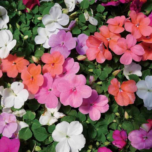 “JD Son Seeds Company” Walleriana Spectacle: 75 Mixed Colors Dwarf Impatiens Flower Seeds