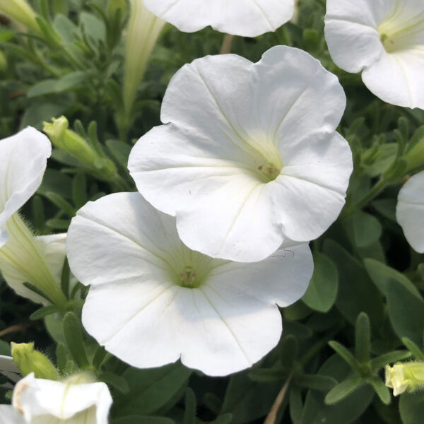 “JD Son Seeds Company” 50 White Petunia Grandiflora Flower Seeds – Timeless Garden Charm