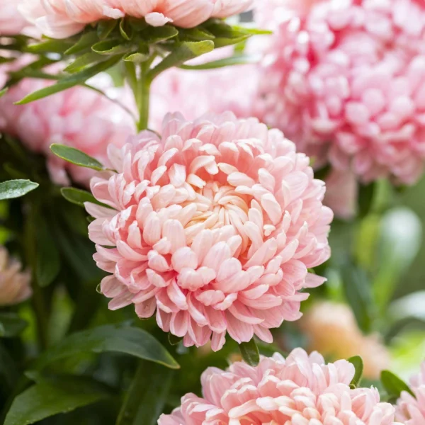 “JD Son Seeds Company” Peony Aster Paradise: Enhance Your Garden with 40 Mixed Flower Seeds