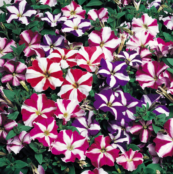 “JD Son Seeds Company” Blossom with the Stars: Start Your Journey with 125 Petunia Flower Seeds