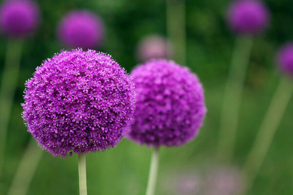 “JD Son Seeds Company” Purple Allium Magic: Planting 50 Giganteum Globe Flower Seeds
