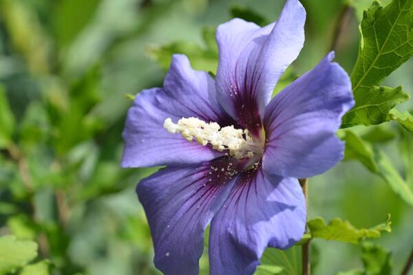 “JD Son Seeds Company” A Symphony of Purple: 50 Hibiscus Syriacus Flower Tree Bush Seeds Await Your Garden