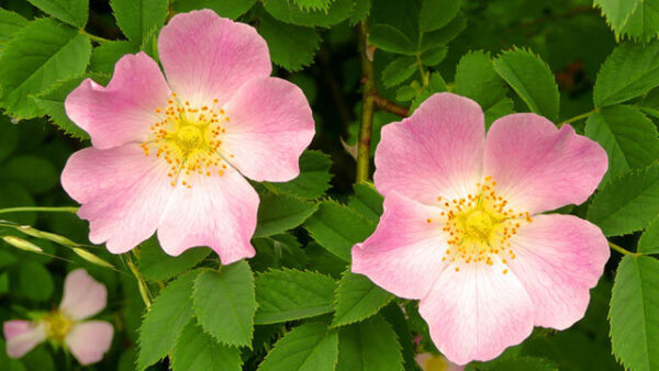 “JD Son Seeds Company” Thornless Pink Delight: Sow 75 Dog Brier Rose Bush Seeds in Your Garden