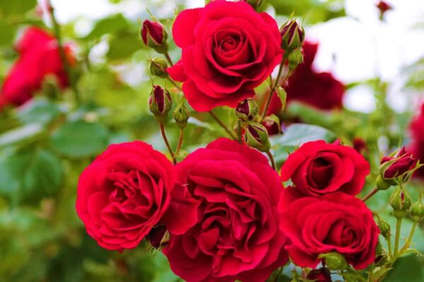 “JD Son Seeds Company” 10 Cultivate Love with Red Roses: Planting Rosa Bush Shrub Seeds