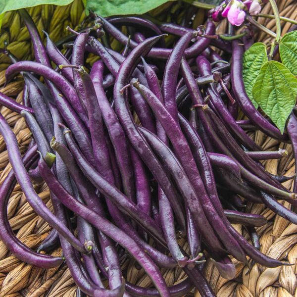“JD Son Seeds Company” Royal Burgundy Bush Beans: 50 Seeds for Compact Veggie Gardens