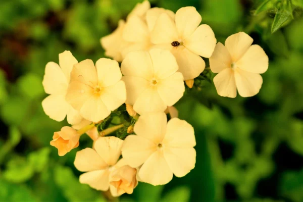 “JD Son Seeds Company” Create a Colorful Oasis: Grow 125 Yellow Beauty Phlox Compacta Seeds