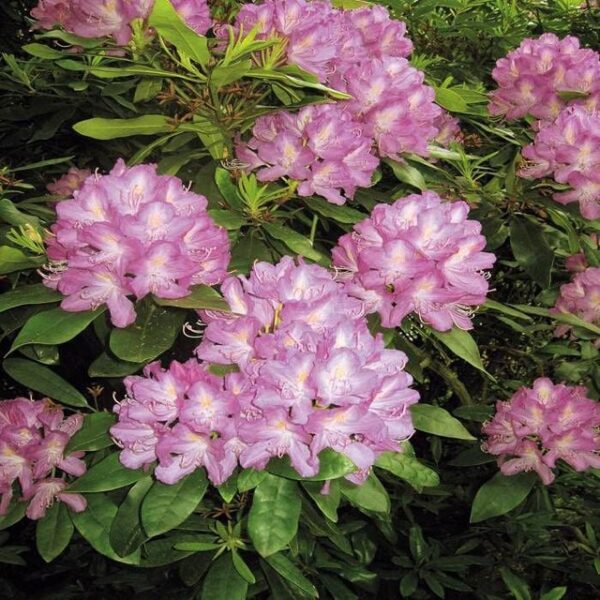 “JD Son Seeds Company” Transform Your Garden’s Palette: Sow 75 Mixed Hybrids Rhododendron Seeds