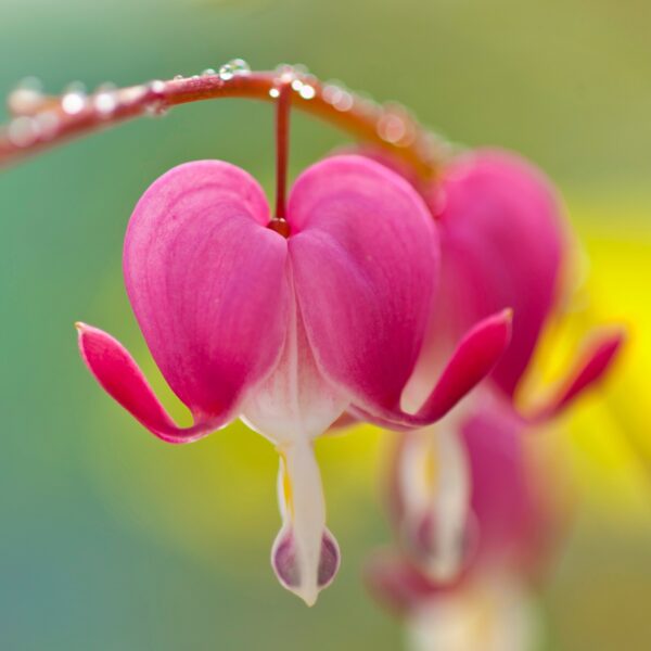 “JD Son Seeds Company” Bleeding Heart Spectacle: Enhance Your Garden with 15 Pink Seeds