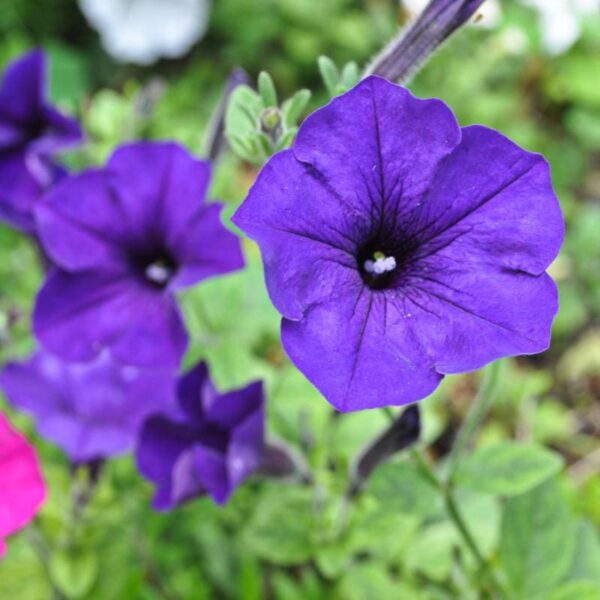 “JD Son Seeds Company” 125 Seeds of Joy: Transform Your Garden with Purple Petunias