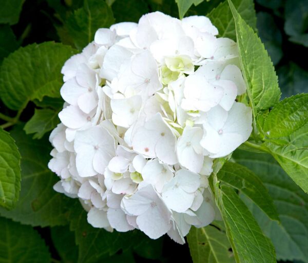 “JD Son Seeds Company” Cultivate Hydrangea Delight: Planting 75 White NATIVE HYDRANGEA Arboescens Smooth Sevenbark Seeds