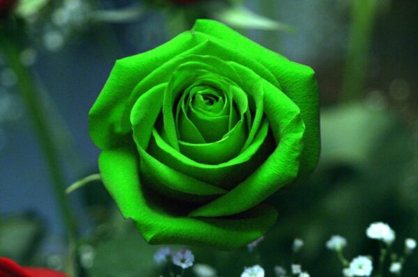 “JD Son Seeds Company” Unique Floral Charm: 10 Green Rosa Perennial Flower Seeds for Your Garden