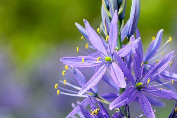 “JD Son Seeds Company” Discover the Charm of Blue Camas: 50 Quamash Flower Seeds Await!