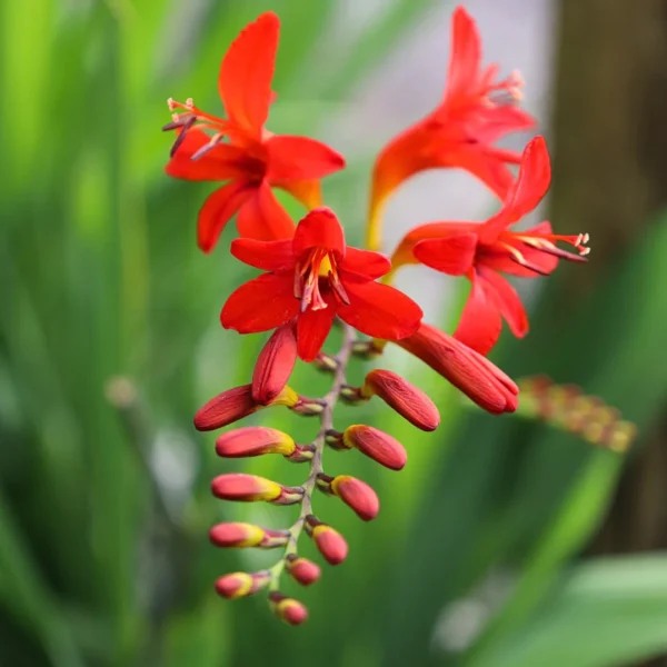 “JD Son Seeds Company” Red Lucifer Crocosmia Beauty: 15 Flower Seeds