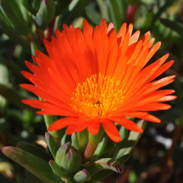 “JD Son Seeds Company” The Joy of Gardening: 125 Gelato Orange Ice Plant Seeds