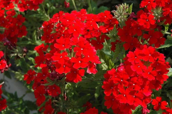 “JD Son Seeds Company” Scarlet Verbena Delight: Enhance Your Garden with 75 Compacta Flower Seeds
