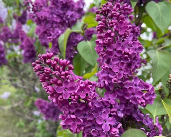 “JD Son Seeds Company” Lilac Fragrance Delight: Enhance Your Garden with 50 Syringa Vulgaris Seeds