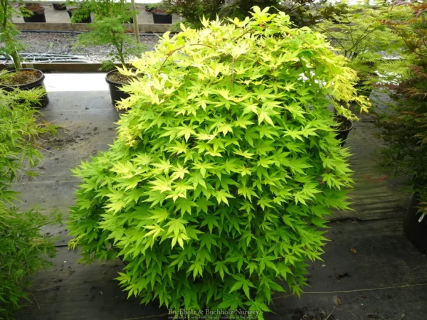 “JD Son Seeds Company” Fall Foliage Extravaganza: 25 Green Japanese Maple Tree Seeds for Your Garden