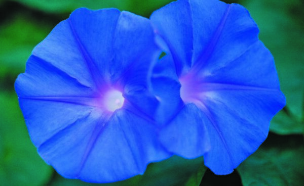 “JD Son Seeds Company” Blossom Paradise: 75 Heavenly Blue Morning Glory Seeds for Your Garden!